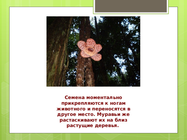 Семена моментально прикрепляются к ногам животного и переносятся в другое место. Муравьи же растаскивают их на близ растущие деревья.  