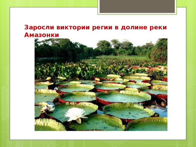 Заросли виктории регии в долине реки Амазонки   