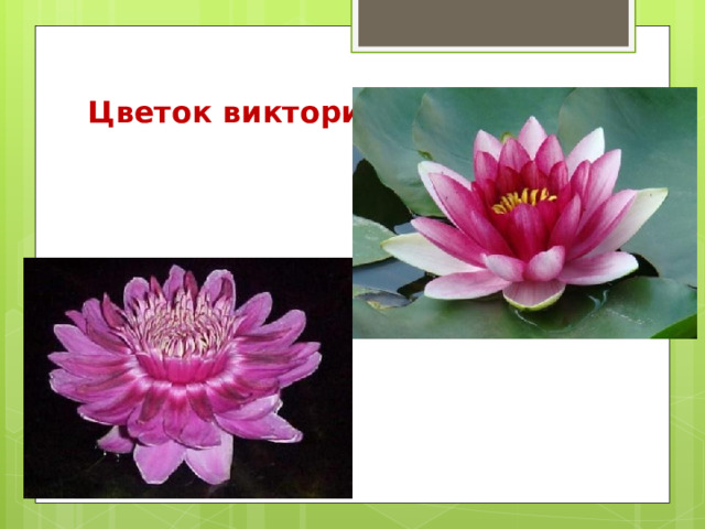 Цветок виктории амазонской   