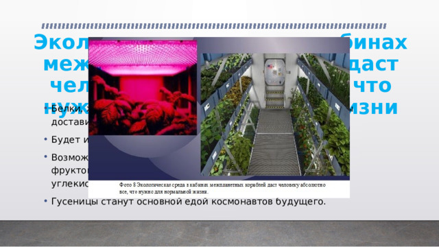 Экологическая среда в кабинах межпланетных кораблей даст человеку абсолютно все, что нужно для нормальной жизни Белки, жиры, углеводы, микро— и макроэлементы, витамины доставит водоросль хлорелла. Будет и свой «скотный двор». Возможно, появятся «огороды» для выращивания овощей и фруктов, которые будут вырабатывать воздух, поглощая углекислый газ. Гусеницы станут основной едой космонавтов будущего. 