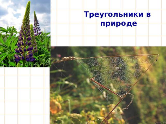 Треугольники в природе 