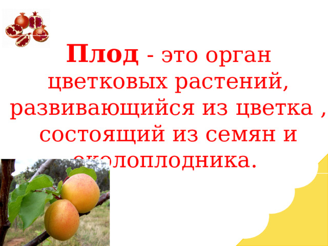 Плод  - это орган цветковых растений, развивающийся из цветка , состоящий из семян и околоплодника. 