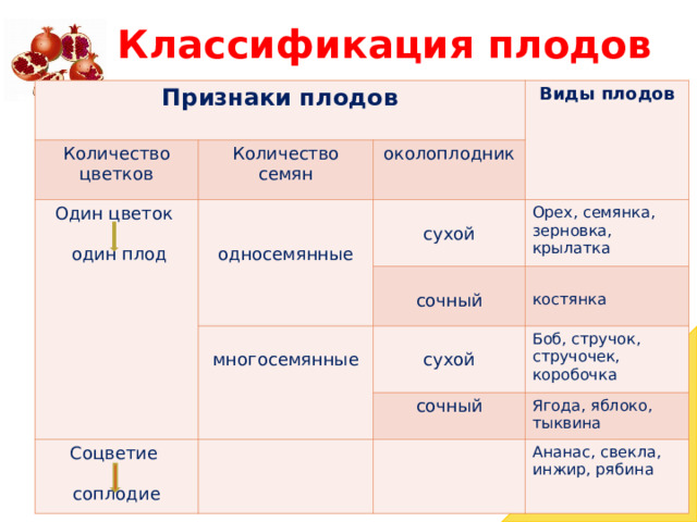Классификация плодов Признаки плодов Количество цветков Количество семян Один цветок  один плод Виды плодов околоплодник односемянные сухой многосемянные сочный Орех, семянка, зерновка, крылатка костянка сухой Соцветие соплодие Боб, стручок, стручочек, коробочка сочный Ягода, яблоко, тыквина Ананас, свекла, инжир, рябина 