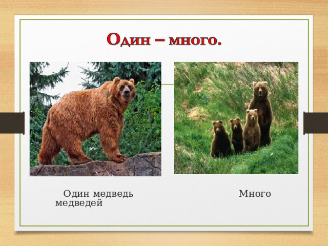  Один медведь Много медведей 