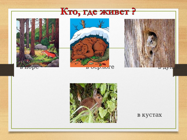  в норе в берлоге в дупле  в кустах 