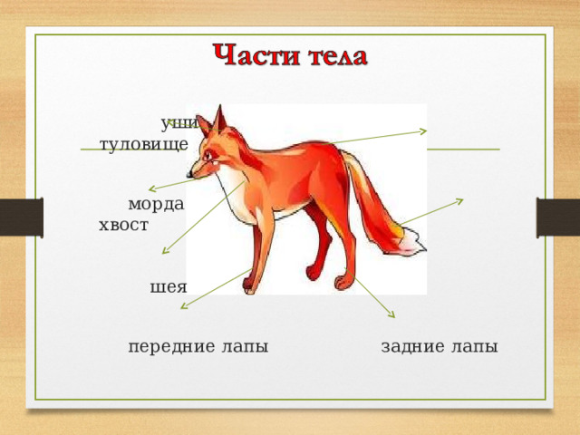  уши туловище  морда хвост  шея  передние лапы задние лапы 