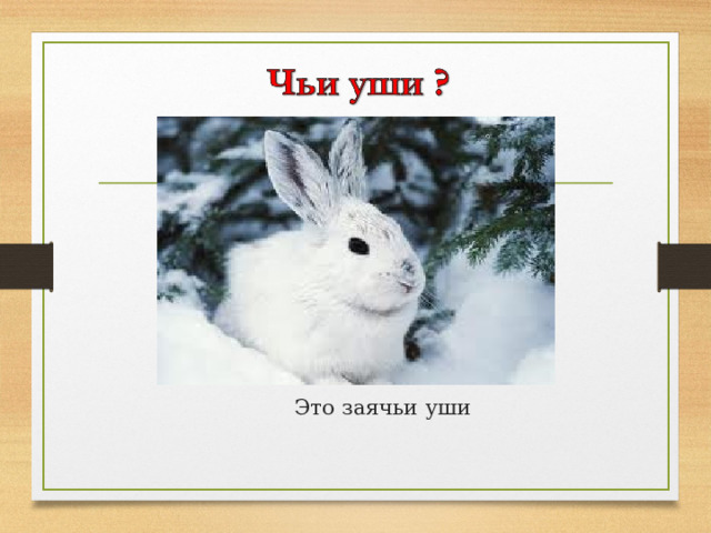 Это заячьи уш и 