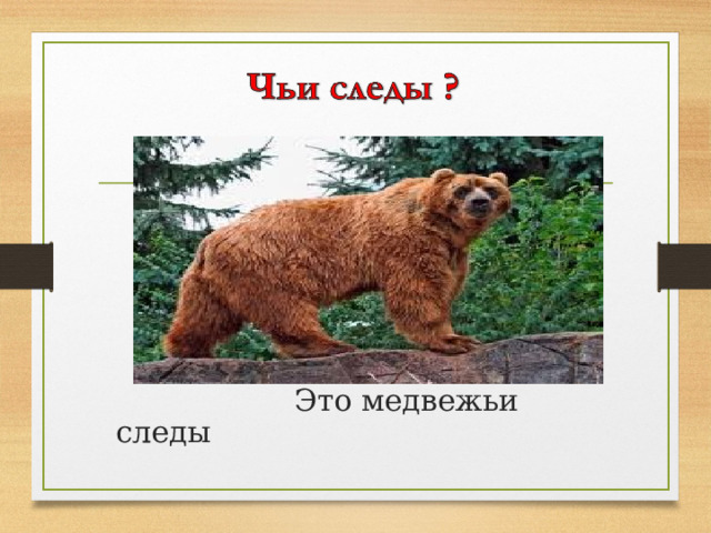  Это медвежьи следы  