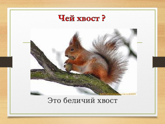 Это беличий хвост 