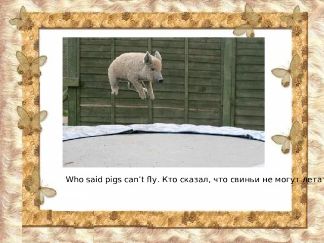 Who said pigs can’t fly . Кто сказал, что свиньи не могут летать. 