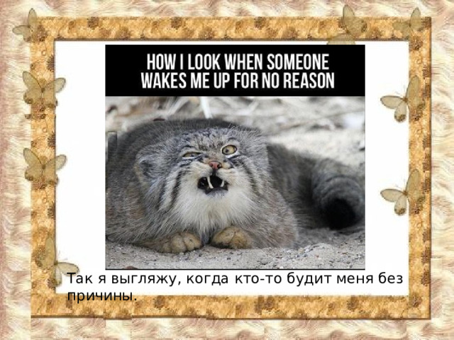 Так я выгляжу, когда кто-то будит меня без причины. 