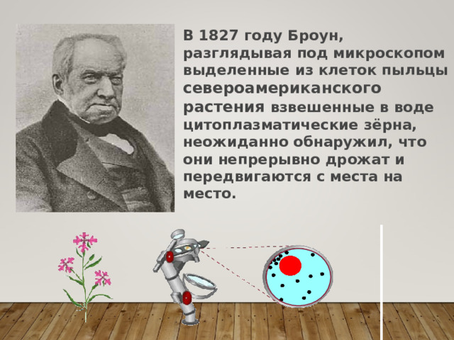  В 1827 году Броун, разглядывая под микроскопом выделенные из клеток пыльцы североамериканского растения взвешенные в воде цитоплазматические зёрна, неожиданно обнаружил, что они непрерывно дрожат и передвигаются с места на место. 