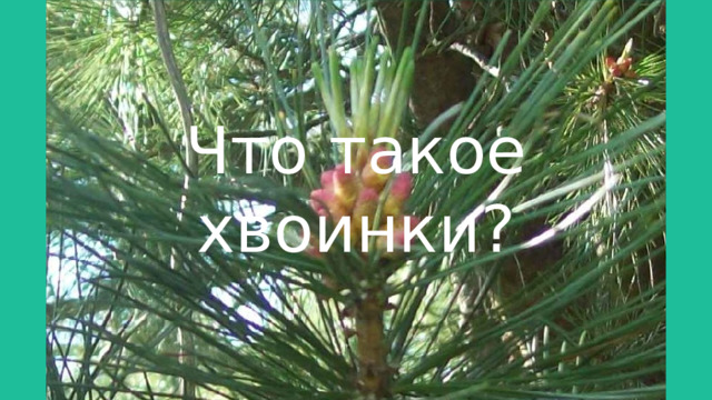 Что такое хвоинки? 