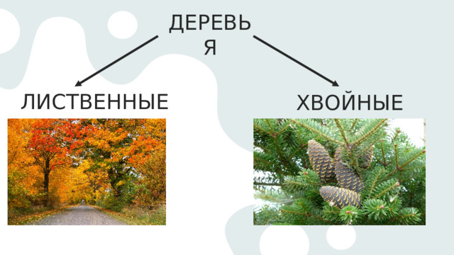 ДЕРЕВЬЯ ЛИСТВЕННЫЕ ХВОЙНЫЕ 