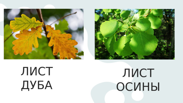 ЛИСТ ДУБА ЛИСТ ОСИНЫ 