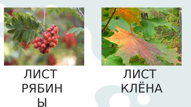 ЛИСТ ЛИСТ РЯБИНЫ КЛЁНА 