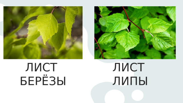 ЛИСТ ЛИСТ БЕРЁЗЫ ЛИПЫ 