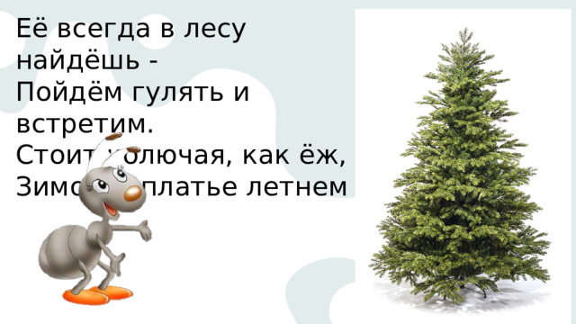 Её всегда в лесу найдёшь -  Пойдём гулять и встретим.  Стоит колючая, как ёж,  Зимою в платье летнем 