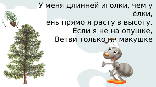 У меня длинней иголки, чем у ёлки, Очень прямо я расту в высоту.  Если я не на опушке,  Ветви только на макушке 