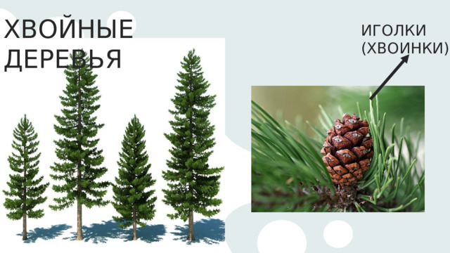 ХВОЙНЫЕ ДЕРЕВЬЯ ИГОЛКИ (ХВОИНКИ) 