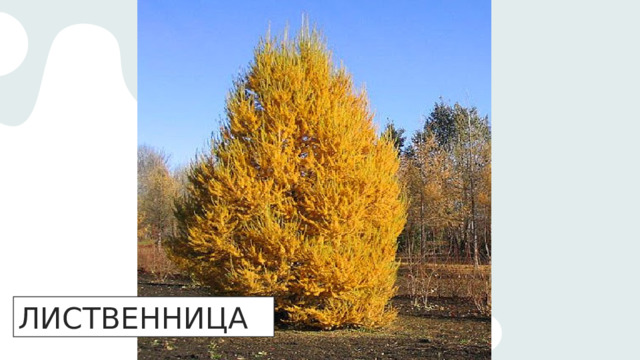 ЛИСТВЕННИЦА 