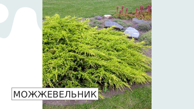 МОЖЖЕВЕЛЬНИК 