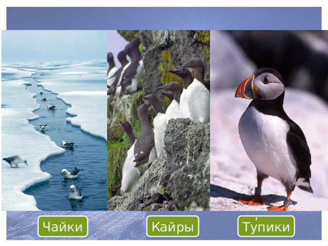 Животные арктических пустынь ʹ Кайры Тупики Чайки 