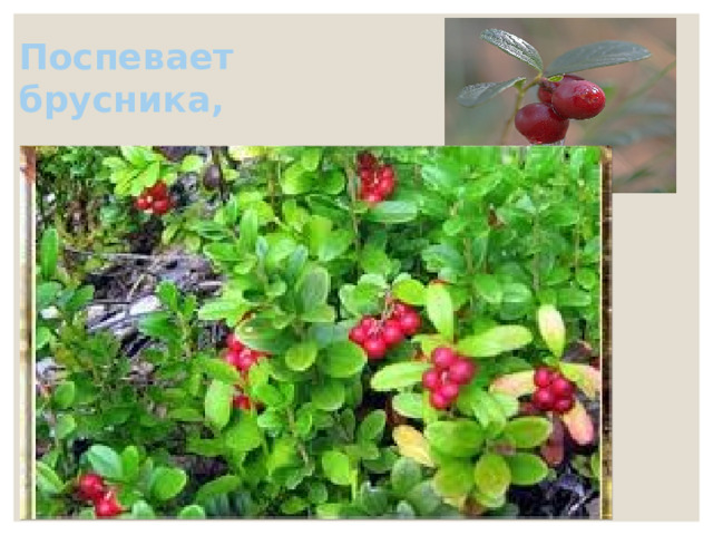 Поспевает брусника,   