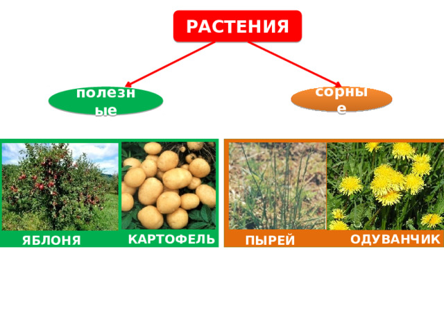 РАСТЕНИЯ полезные сорные КАРТОФЕЛЬ Одуванчик ПЫРЕЙ ЯБЛОНЯ 