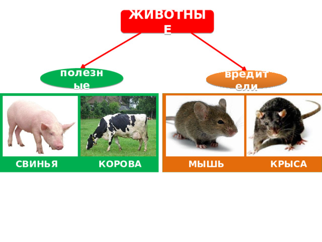 ЖИВОТНЫЕ полезные вредители СВИНЬЯ КОРОВА МЫШЬ КРЫСА 