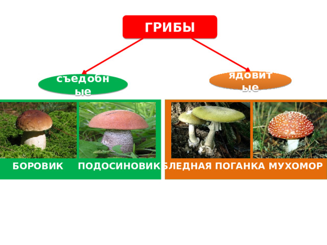 ГРИБЫ ядовитые съедобные БОРОВИК ПОДОСИНОВИК БЛЕДНАЯ  ПОГАНКА МУХОМОР 