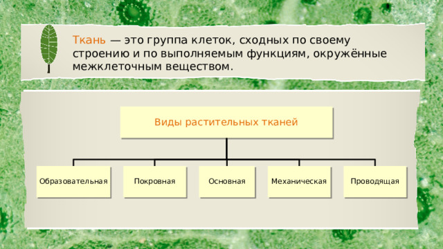 Ткань  — это группа клеток, сходных по своему строению и по выполняемым функциям, окружённые межклеточным веществом. Виды растительных тканей Образовательная Покровная Основная Механическая Проводящая 