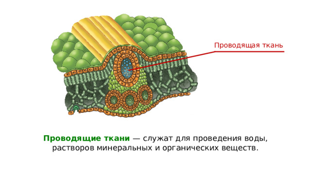 Проводящая ткань Проводящие ткани — служат для проведения воды, растворов минеральных и органических веществ. 