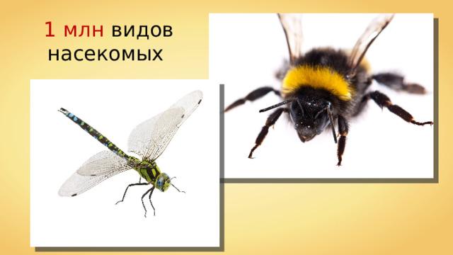 1 млн видов насекомых 