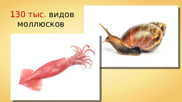 130 тыс. видов моллюсков 
