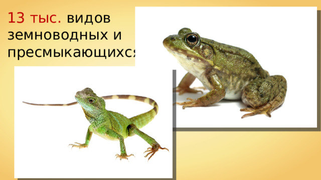 13 тыс. видов земноводных и пресмыкающихся 