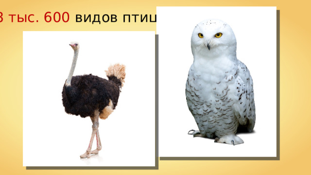 8 тыс. 600 видов птиц 