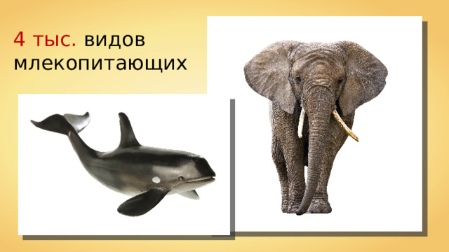 4 тыс. видов млекопитающих 