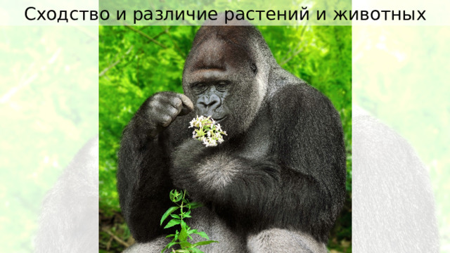 Сходство и различие растений и животных 