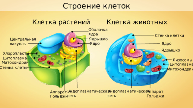 Строение клеток Клетка растений Клетка животных Оболочка ядра Стенка клетки Ядрышко Центральная вакуоль Ядро Ядро Ядрышко Хлоропласты Цитоплазма Лизосомы Митохондрии Цитоплазма Стенка клетки Митохондрии Эндоплазматическая сеть Эндоплазматическая сеть Аппарат Гольджи Аппарат Гольджи 