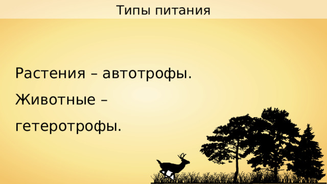 Типы питания Растения – автотрофы. Животные – гетеротрофы. 