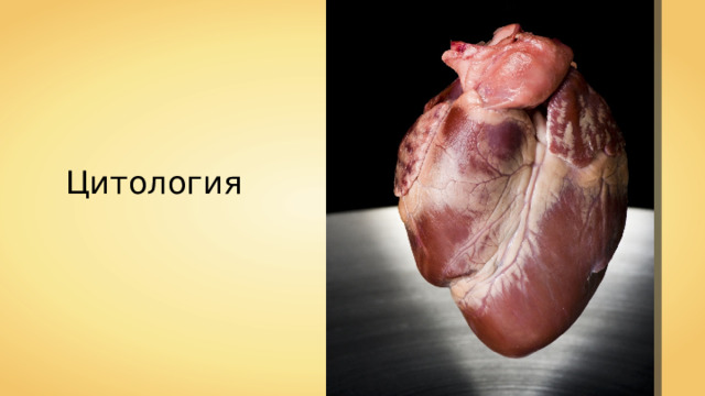 Цитология 