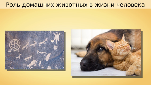 Роль домашних животных в жизни человека 
