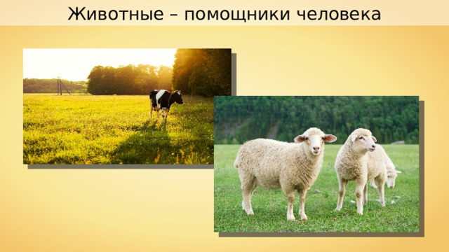 Животные – помощники человека 