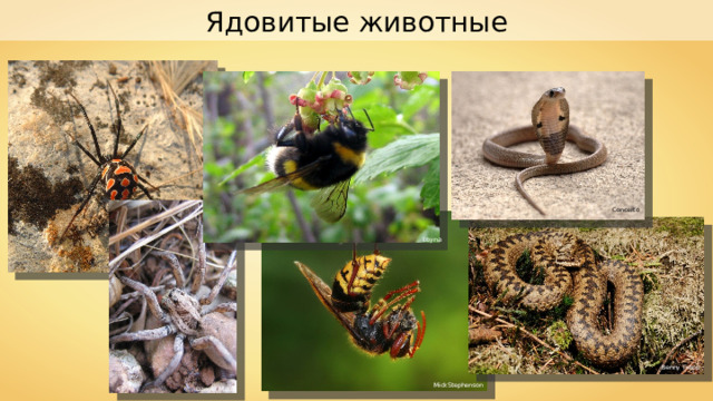 Ядовитые животные Concerto Loyna Benny Trapp MickStephenson Danyel Maus 
