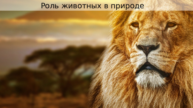 Роль животных в природе 