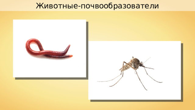 Животные-почвообразователи 