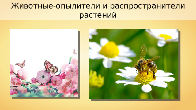 Животные-опылители и распространители растений 