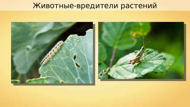 Животные-вредители растений 