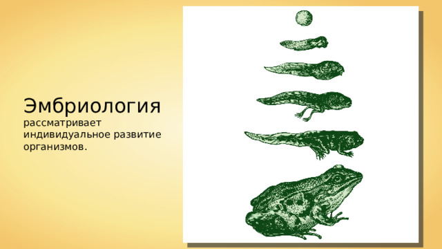 Эмбриология рассматривает индивидуальное развитие организмов. 